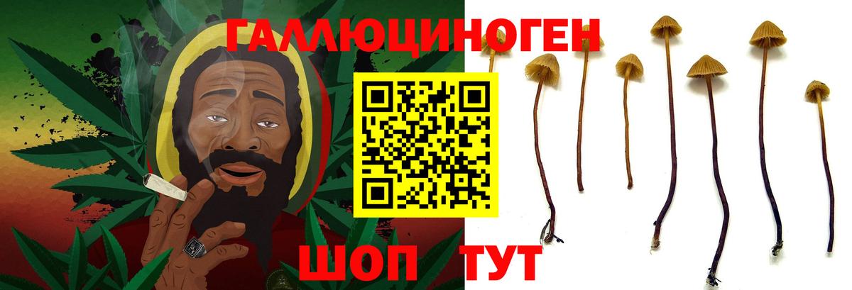Омск  Псилоцибиновые грибы Psilocybine cubensis  Псилоцибиновые грибы прущие грибы  Вход с VPN 